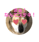 ナッツスタンプ⑦（個別スタンプ：14）