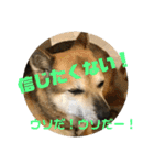 ナッツスタンプ⑦（個別スタンプ：17）
