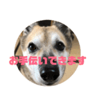 ナッツスタンプ⑦（個別スタンプ：18）