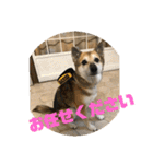 ナッツスタンプ⑦（個別スタンプ：33）