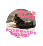 ナッツスタンプ⑦（個別スタンプ：37）