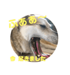 ナッツスタンプ⑦（個別スタンプ：38）