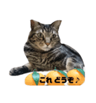 ネコのコテツさん（個別スタンプ：7）