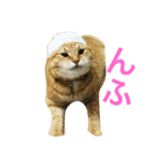 Omiruchanニャンコ（個別スタンプ：1）