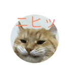 Omiruchanニャンコ（個別スタンプ：5）