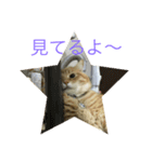 Omiruchanニャンコ（個別スタンプ：7）
