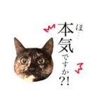 ねこすた・サビ猫バージョン（個別スタンプ：1）