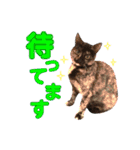 ねこすた・サビ猫バージョン（個別スタンプ：2）