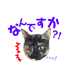 ねこすた・サビ猫バージョン（個別スタンプ：3）