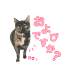 ねこすた・サビ猫バージョン（個別スタンプ：4）