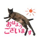 ねこすた・サビ猫バージョン（個別スタンプ：5）