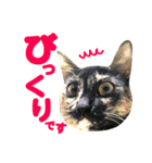 ねこすた・サビ猫バージョン（個別スタンプ：6）