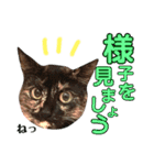 ねこすた・サビ猫バージョン（個別スタンプ：7）