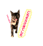 ねこすた・サビ猫バージョン（個別スタンプ：8）