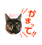 ねこすた・サビ猫バージョン（個別スタンプ：9）