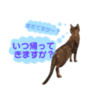 ねこすた・サビ猫バージョン（個別スタンプ：11）