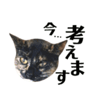 ねこすた・サビ猫バージョン（個別スタンプ：12）