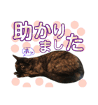 ねこすた・サビ猫バージョン（個別スタンプ：14）