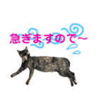 ねこすた・サビ猫バージョン（個別スタンプ：15）