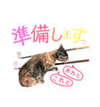 ねこすた・サビ猫バージョン（個別スタンプ：19）