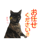 ねこすた・サビ猫バージョン（個別スタンプ：20）