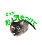 ねこすた・サビ猫バージョン（個別スタンプ：21）