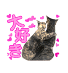 ねこすた・サビ猫バージョン（個別スタンプ：24）