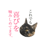 ねこすた・サビ猫バージョン（個別スタンプ：30）