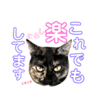 ねこすた・サビ猫バージョン（個別スタンプ：31）