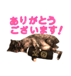 ねこすた・サビ猫バージョン（個別スタンプ：32）