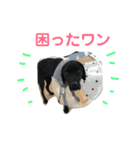 藤野メイちゃん（個別スタンプ：8）