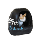 晴助＊雨子の本音（個別スタンプ：3）