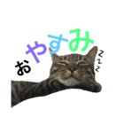 晴助＊雨子の本音（個別スタンプ：5）