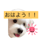 マロちゃん(トイプー×ポメ)（個別スタンプ：2）