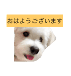 マロちゃん(トイプー×ポメ)（個別スタンプ：3）