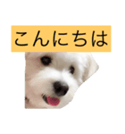 マロちゃん(トイプー×ポメ)（個別スタンプ：4）