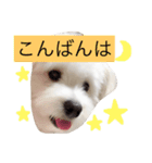 マロちゃん(トイプー×ポメ)（個別スタンプ：5）