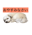 マロちゃん(トイプー×ポメ)（個別スタンプ：6）