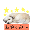 マロちゃん(トイプー×ポメ)（個別スタンプ：7）