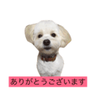マロちゃん(トイプー×ポメ)（個別スタンプ：8）