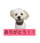マロちゃん(トイプー×ポメ)（個別スタンプ：9）