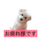 マロちゃん(トイプー×ポメ)（個別スタンプ：12）
