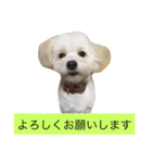 マロちゃん(トイプー×ポメ)（個別スタンプ：14）