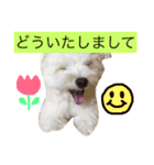 マロちゃん(トイプー×ポメ)（個別スタンプ：15）