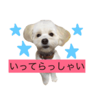 マロちゃん(トイプー×ポメ)（個別スタンプ：16）