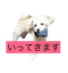マロちゃん(トイプー×ポメ)（個別スタンプ：17）