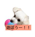 マロちゃん(トイプー×ポメ)（個別スタンプ：18）