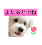 マロちゃん(トイプー×ポメ)（個別スタンプ：20）