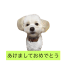 マロちゃん(トイプー×ポメ)（個別スタンプ：29）