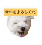 マロちゃん(トイプー×ポメ)（個別スタンプ：30）
